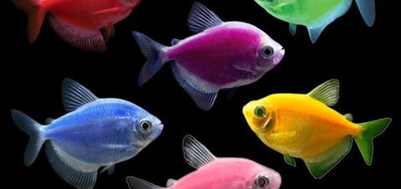 Glo Fish: I pesci OGM bioluminescenti - Pesci d'acquario d'acqua dolce