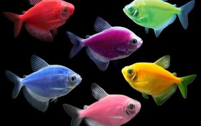 Glo Fish: I pesci OGM bioluminescenti - Pesci d'acquario d'acqua dolce