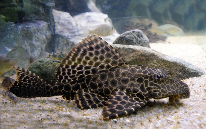 I Plecostomus: pesci gatto giganti - Hypostomus plecostomus - Pesci d'acquario d'acqua dolce