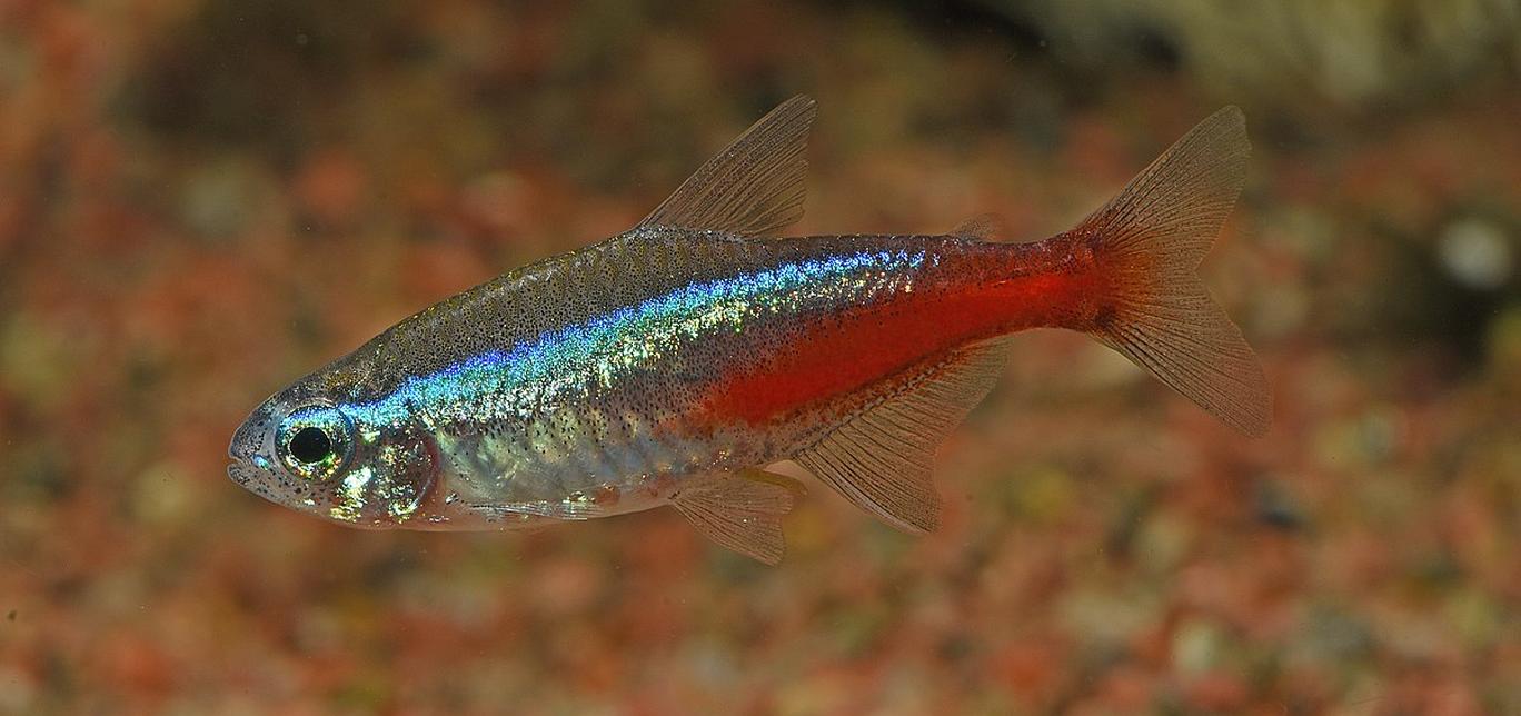 Il pesce neon - Paracheirodon Innesi - Pesci d'acquario d'acqua dolce