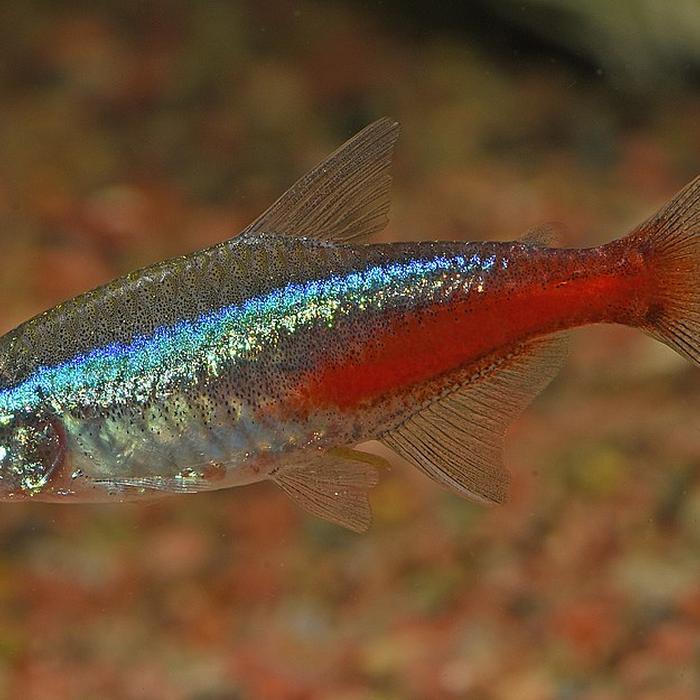 Il pesce neon - Paracheirodon Innesi - Pesci d'acquario d'acqua dolce