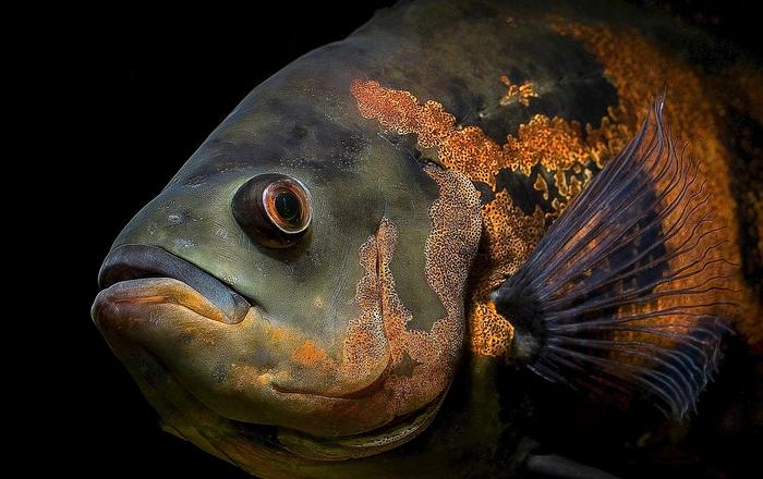 Il pesce Oscar - Astronotus ocellatus - Pesci d'acquario d'acqua dolce