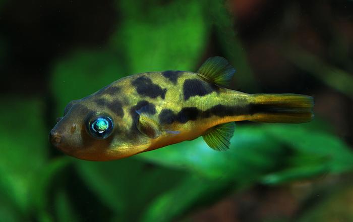 Il pesce palla nano - Carinotetraodon travancoricus - Pesci d'acquario d'acqua dolce