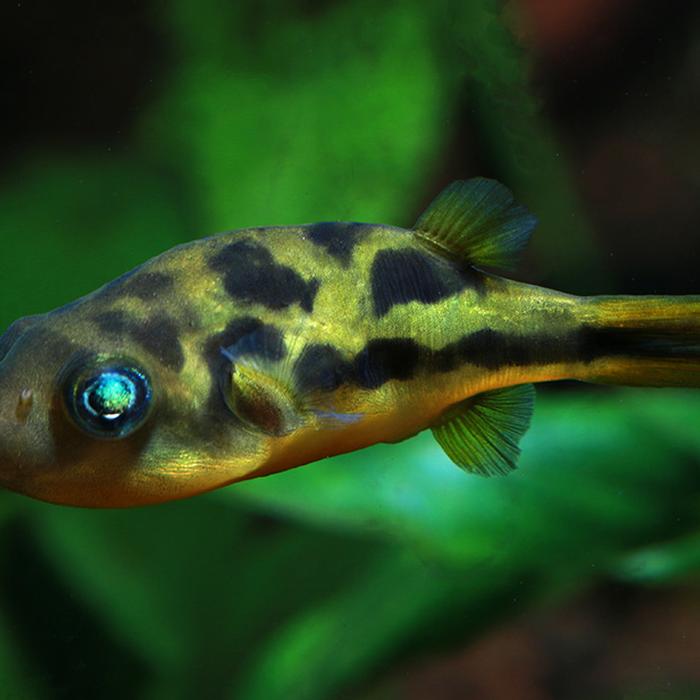 Il pesce palla nano - Carinotetraodon travancoricus - Pesci d'acquario d'acqua dolce