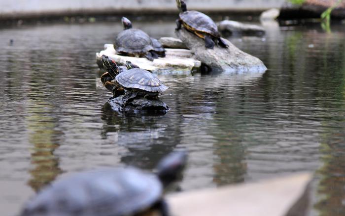 Come fare un laghetto per tartarughe d'acqua