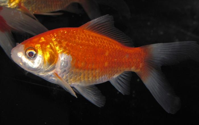 Il pesce rosso - Pesci da laghetto