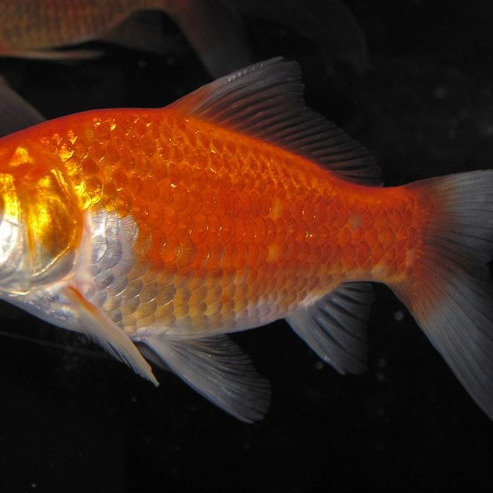 Il pesce rosso - Pesci da laghetto