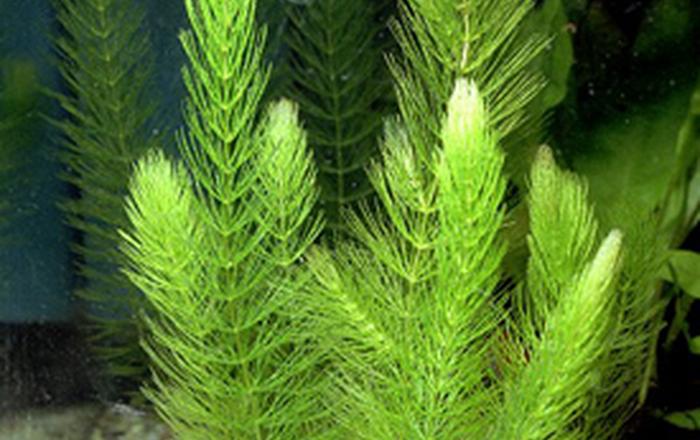 Ceratophyllum demersum - Piante facili per l'acquario d'acqua dolce