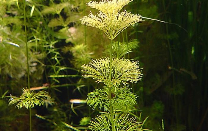 Limnophila sessiliflora - Piante facili per l'acquario d'acqua dolce