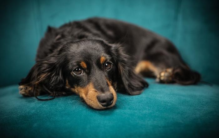 Coperta per Cani: Comfort e Calore per il tuo Amico a Quattro Zampe