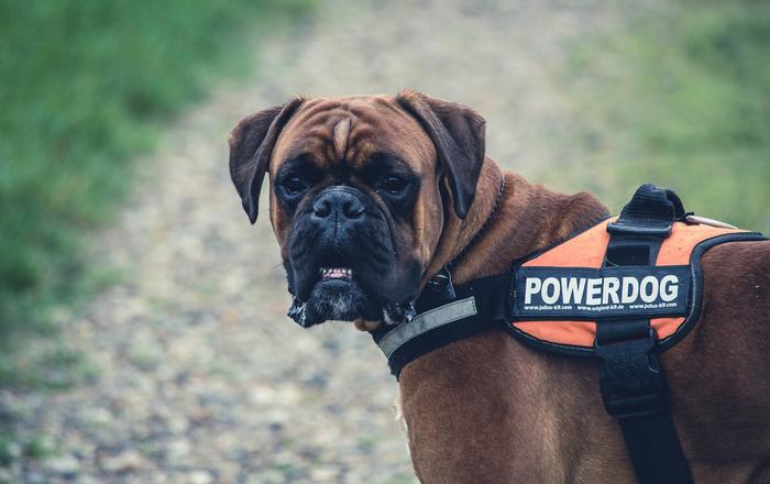 GPS per Cani: Come Scegliere il Migliore