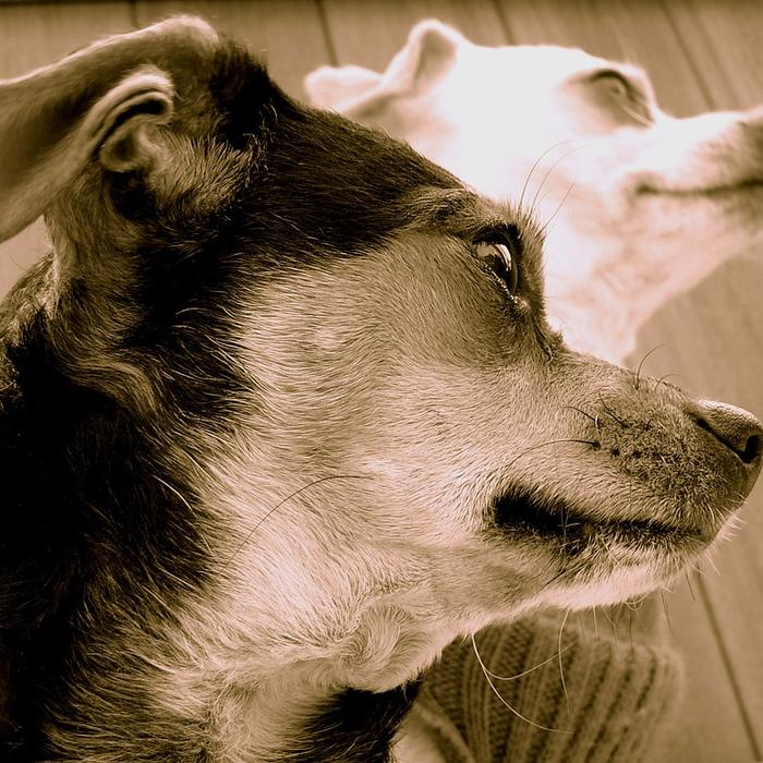 Museruola per Cani: Quando e Come Usarla