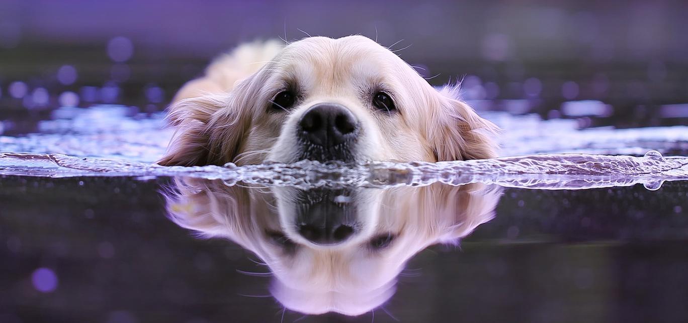 Salvagente per cani: sicurezza in acqua