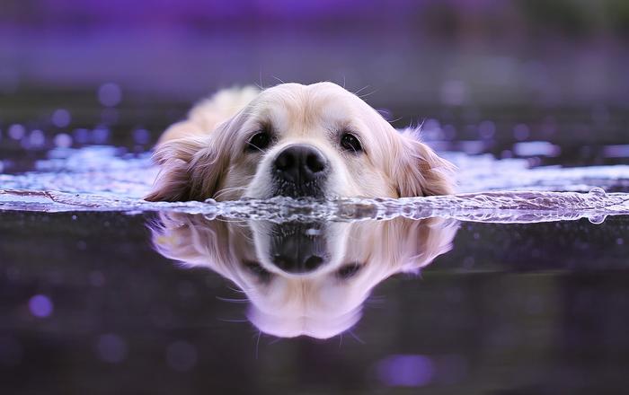 Salvagente per cani: sicurezza in acqua