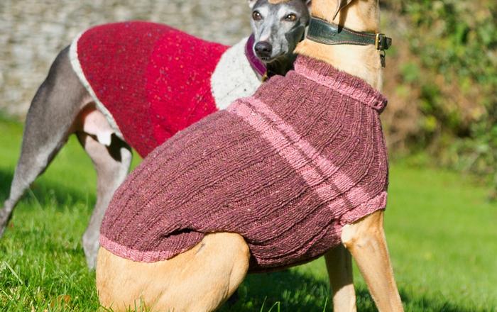 Vestiti per cani: moda e comfort per il tuo amico a quattro zampe