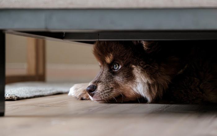 Insegna al tuo cane a non mordicchiare i mobili: consigli per una convivenza serena