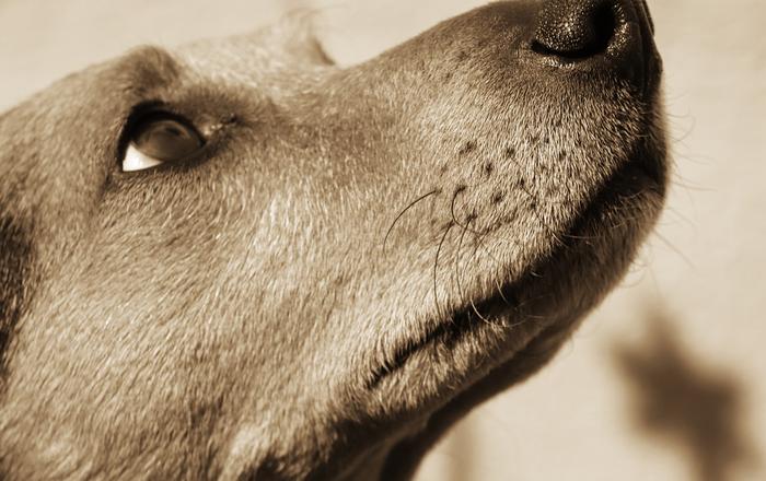 Insegna i comandi di base al tuo cane: consigli per un addestramento efficace