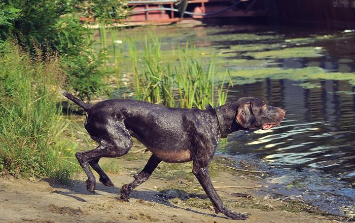 Insegnare al tuo cane a nuotare in 4 passi semplici
