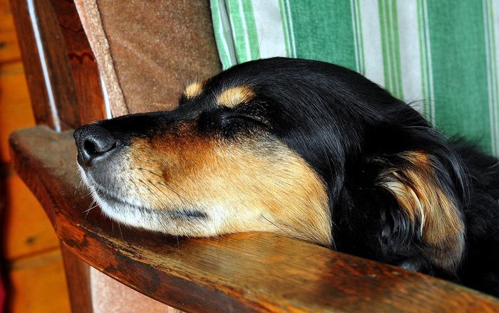 L'ansia da temporale nei cani: comprendere e affrontare la fobia