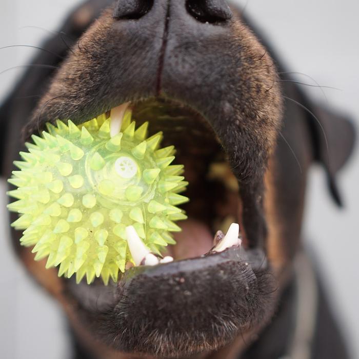 Stimola mente e corpo del tuo cane con il gioco della palla