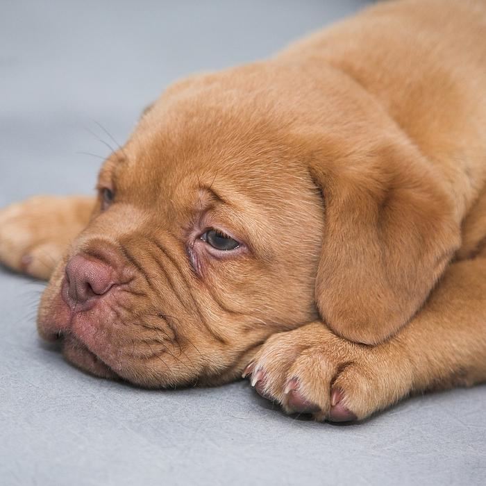 Cosa causa i gas nei cani?