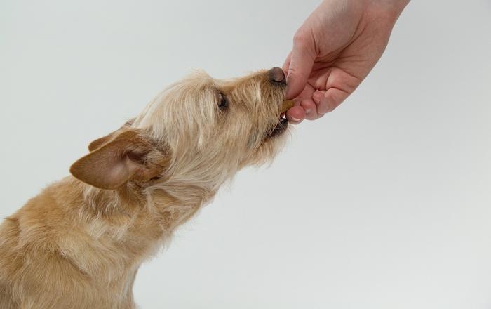 Nutrizione canina: frequenza dei pasti e bilanciamento della dieta