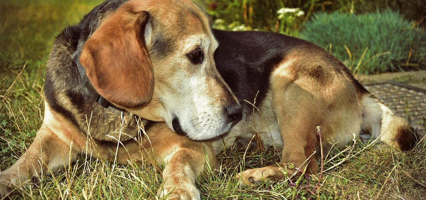 Arresto sinusale e blocco senoatriale: Una Guida per i Proprietari di Cani