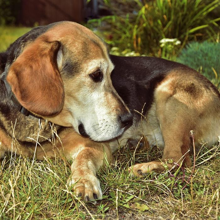 Arresto sinusale e blocco senoatriale: Una Guida per i Proprietari di Cani