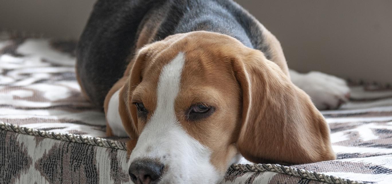 Che cos'è l'influenza canina (influenza canina)?