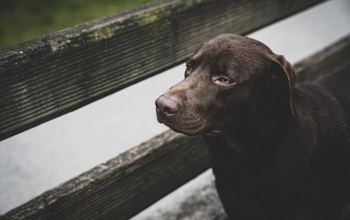 Che cos'è la scabbia sarcoptica nei cani?
