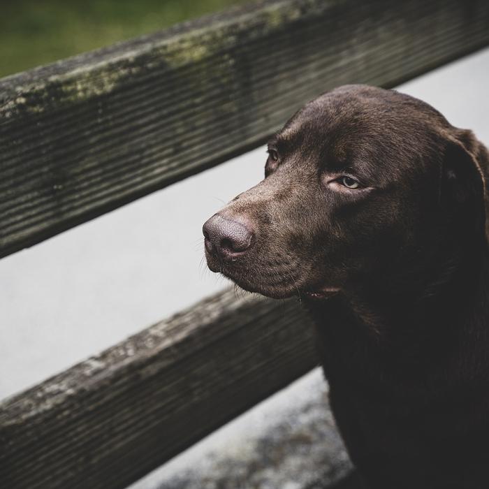 Che cos'è la scabbia sarcoptica nei cani?