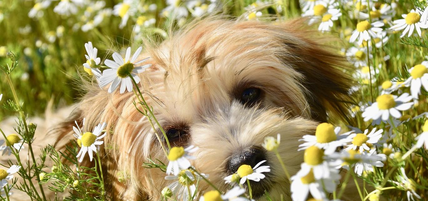 Che cosa sono le allergie ai pollini nei cani?