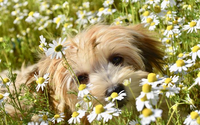 Che cosa sono le allergie ai pollini nei cani?