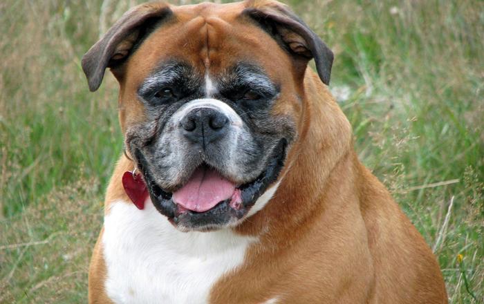 Condrosarcoma osseo nei cani: Un nemico silenzioso