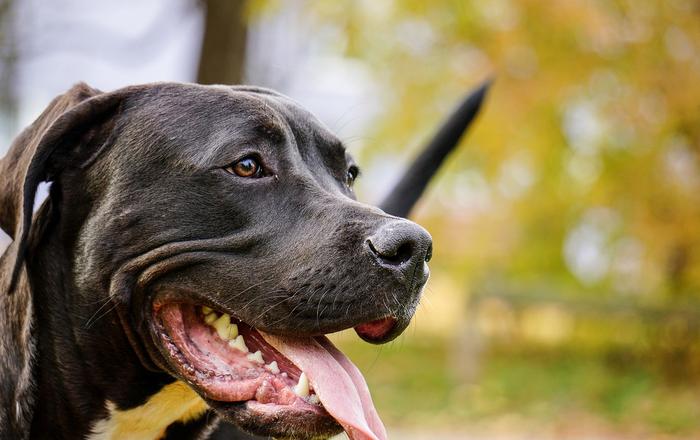 Cos'è il vomito cronico nei cani?
