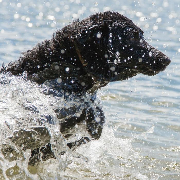 Cos'è l'annegamento e il quasi annegamento nei cani?
