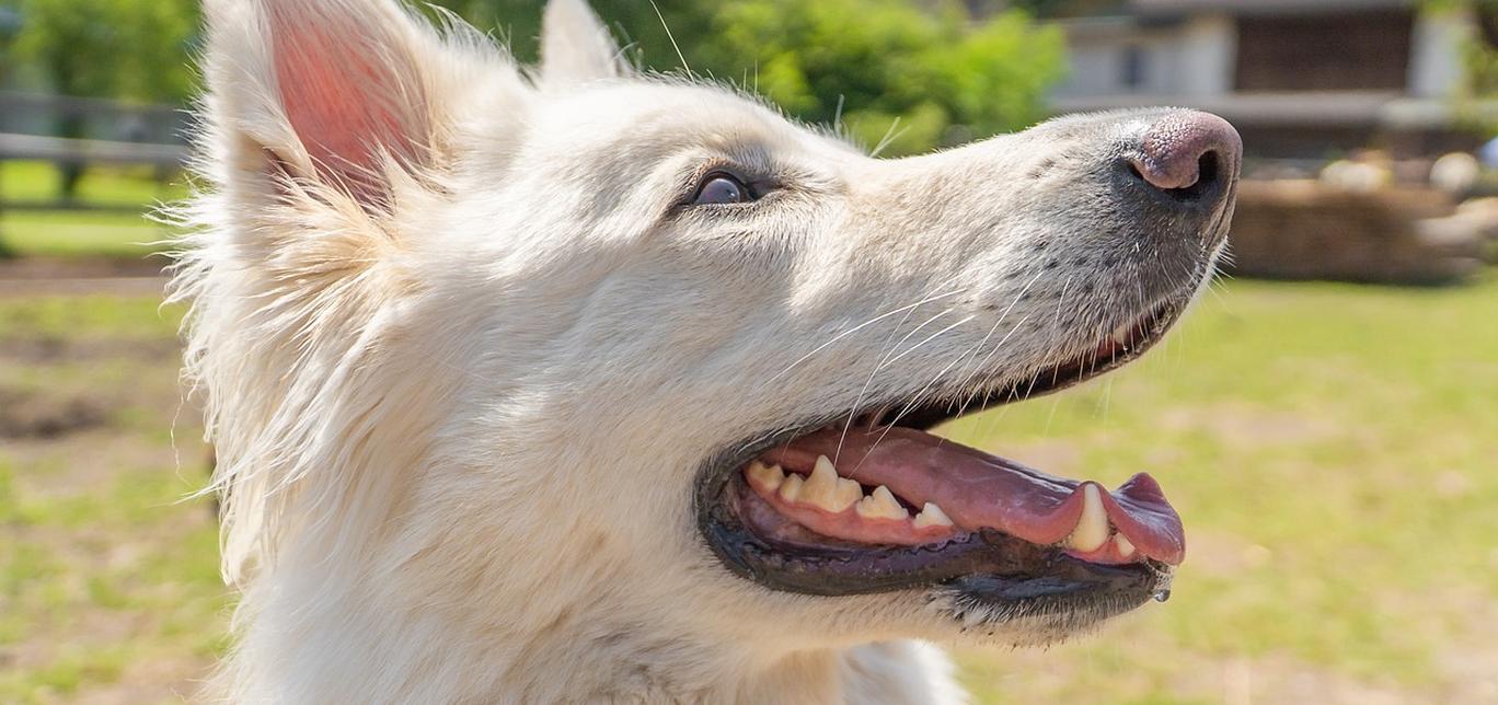 Cos'è l'epilessia nei cani?