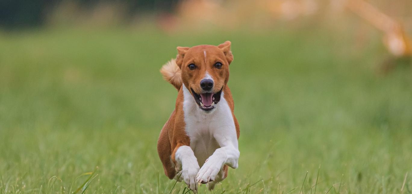 Cos'è l'ipertiroidismo nei cani?