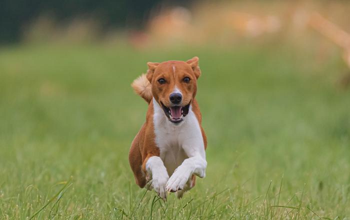 Cos'è l'ipertiroidismo nei cani?