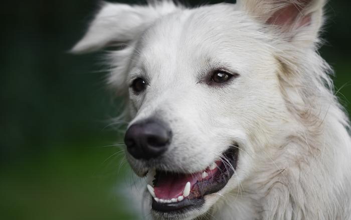 Cos'è la dermatite da contatto nei cani?