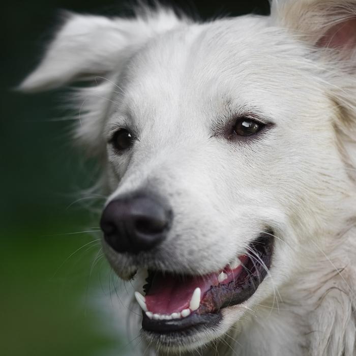 Cos'è la dermatite da contatto nei cani?