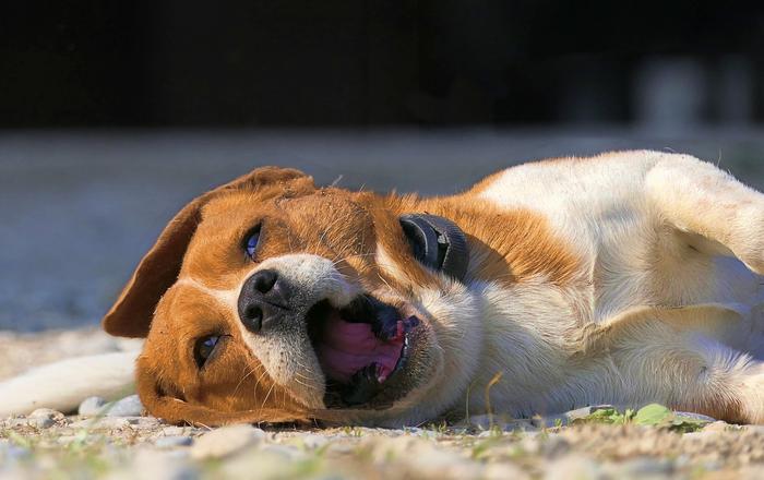 Cos'è la dermatite piogranulomatosa giovanile nei cani?