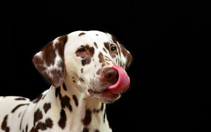 Cos'è la mastite nei cani?