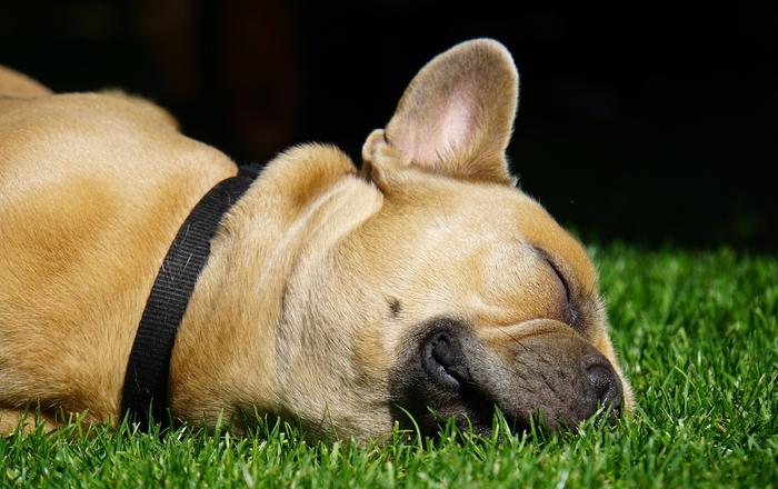Cos'è la narcolessia nei cani?