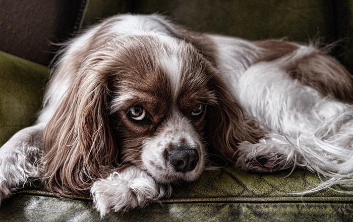 Cos'è la sindrome dell'intestino irritabile nei cani?