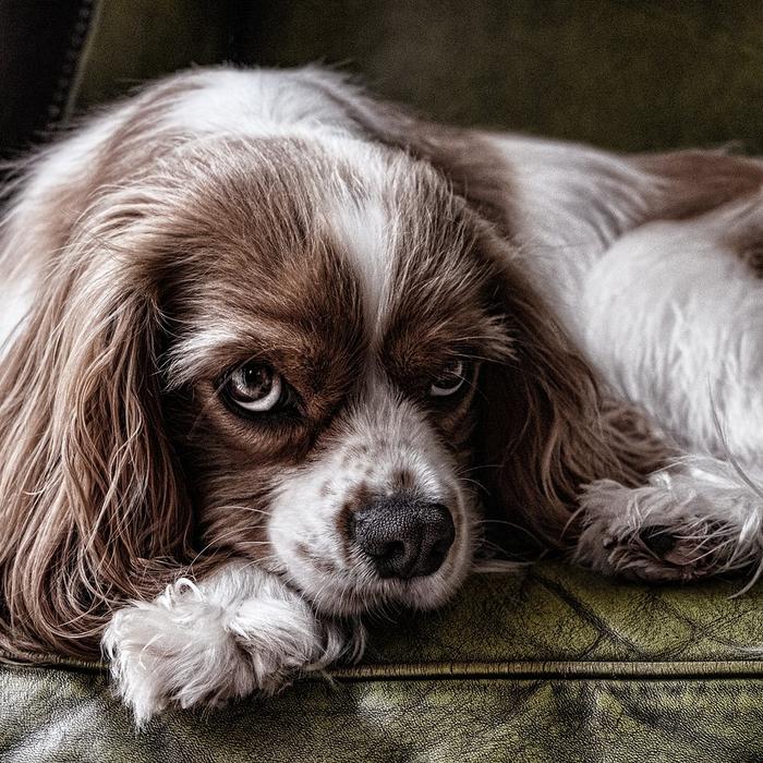 Cos'è la sindrome dell'intestino irritabile nei cani?