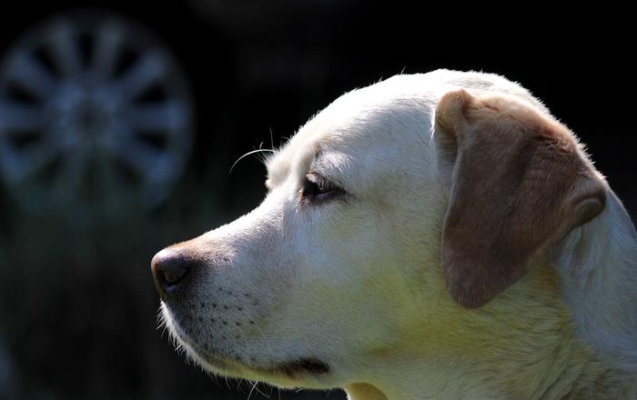 Cos'è la sindrome dell'occhio secco nei cani?