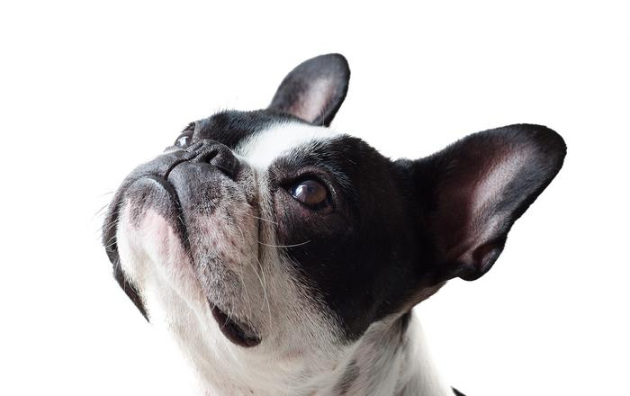 Cosa sono gli istiocitomi nei cani?