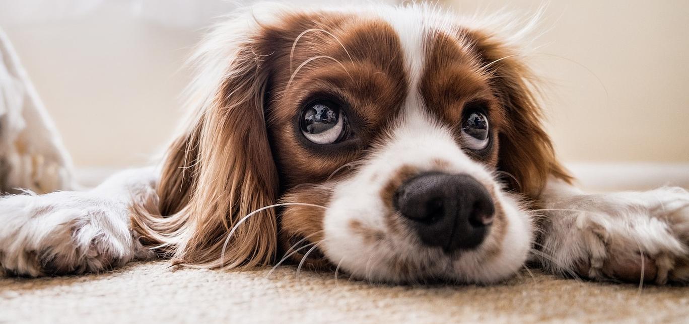 Cosa sono gli occhi sporgenti nei cani?