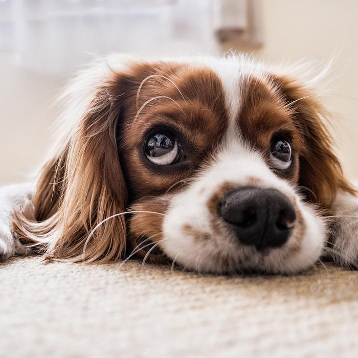 Cosa sono gli occhi sporgenti nei cani?